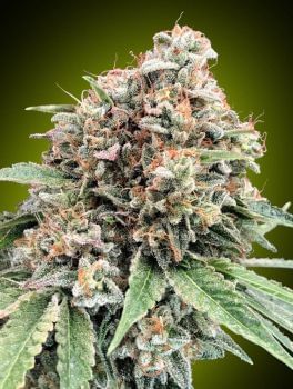 Sweet Critical 2.0 Feminised Seeds-00S-SWC2-FEM