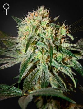 Damn Sour Feminised Seeds-damn-sour-fem