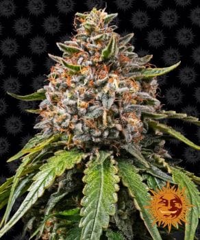 White Widow XXL Feminised Seeds-BFS-WWXXL-FEM