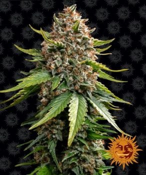 White Widow XXL Auto Feminised Seeds-BFS-WWXXL-AUTO-FEM