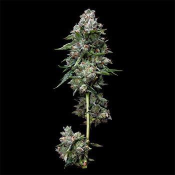 Kosher Kush Regular Seeds-DNA-KOSHKU-REG