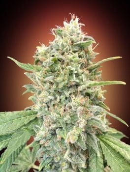 Strawberry Banana Feminised Seeds-ADV-STRBAN-FEM