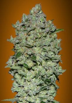 Biodiesel Mass XXL Auto Feminised Seeds-ADV-BIODXXL-AUTO-FEM