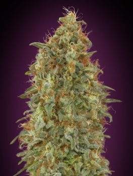 Zkittlez Fast Feminised Seeds-ADV-ZKIT-FAST-FEM