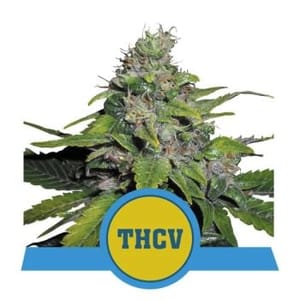 Royal THCV Feminised Seeds-RQS-ROYAL-THCV-FEM