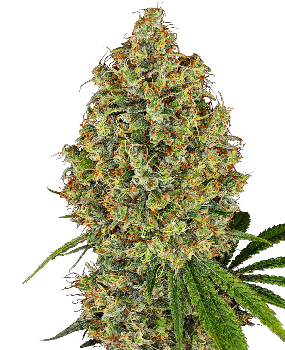 AK-420 Feminised Seeds-WHITE-AK420-FEM