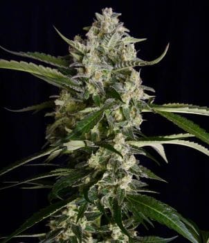 Seriosa Feminised Seeds-SRS-SRSA-FEM