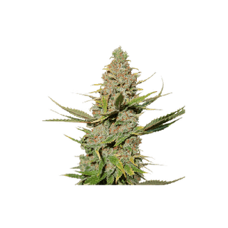 Karel's Cookies Regular Seeds-SSSC-KARCKS-REG