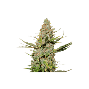 Karel's Cookies Regular Seeds-SSSC-KARCKS-REG