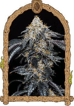 Quicklato Sherbet Feminised Seeds-EXO-QKLSH-FEM