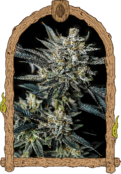 Jelly Bananas Auto Feminised Seeds-EXO-JBAN-AUTO-FEM