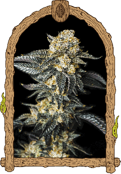 Zkittaberry Auto Feminised Seeds-EXO-ZKTBRY-AUTO-FEM