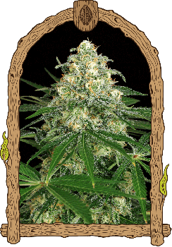 Z & Z Auto Feminised Seeds-EXO-ZZ-AUTO-FEM