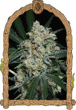 Zkittalicious Auto Feminised Seeds-EXO-ZKTLCS-AUTO-FEM
