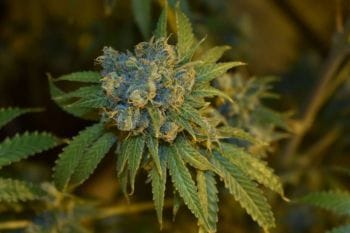 Cherry Punch Auto Feminised Seeds-PHIL-CHPUN-AUTO-FEM