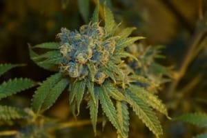 Cherry Punch Auto Feminised Seeds-PHIL-CHPUN-AUTO-FEM