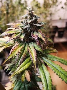 Gorilla Punch Auto Feminised Seeds-PHIL-GP-AUTO-FEM
