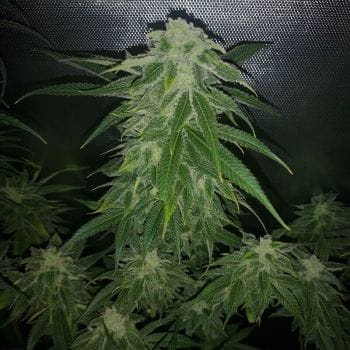 Pure CBG Feminised Seeds-PHIL-PCBG-FEM