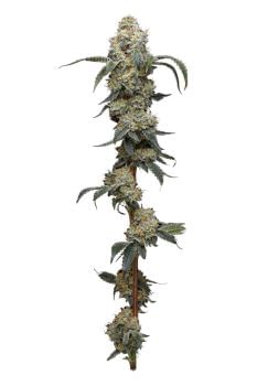 Farmer's Daughter Feminised Seeds-HUMB-FMD-F