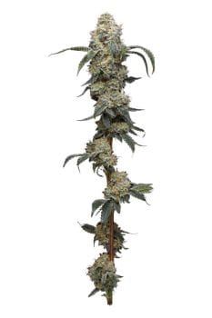 Farmer's Daughter Feminised Seeds-HUMB-FMD-F