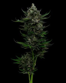 All Gas OG Auto Feminised Seeds-HUMB-AGOA-F