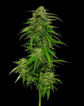 Mango Sherbert Auto Feminised Seeds-HUMB-MGSA-F