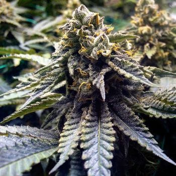 Chocolate Mint OG 2.0 Feminised Seeds-HDS-CMOG-Fem