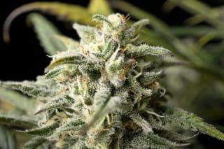 Blue Dream Feminised Seeds-HDS-BD-Fem
