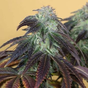 OG Kush Feminised Seeds-HDS-OGK-Fem