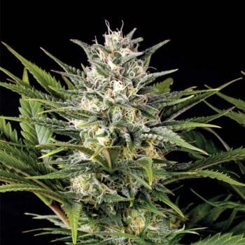 Pineapple Skunk Feminised Seeds-HDS-PC-Fem