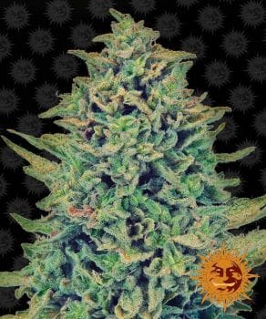 Blue Shark CBD Feminised Seeds-BFSCBDBS