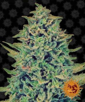 Blue Shark CBD Feminised Seeds-BFSCBDBS