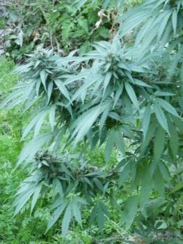 Chitrali Regular Seeds-RSCCH
