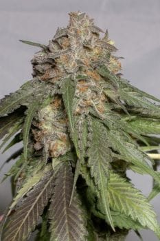 Blueberry Headband Feminised Seeds-HDS-BLHD-FEM