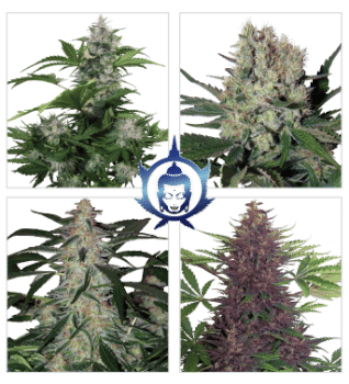 Assorted Mix Auto Feminised Seeds-BS-ASS-AUTO-FEM-MIX