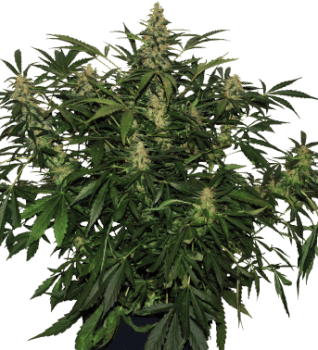 Deimos Auto Regular Seeds-BS-BDR