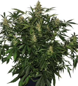 Deimos Auto Regular Seeds-BS-BDR