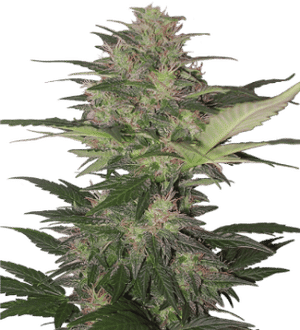 Red Dwarf Auto Regular Seeds-BS-BRDR