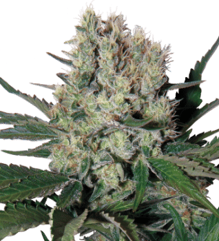 Syrup Auto Regular Seeds-BS-BSR