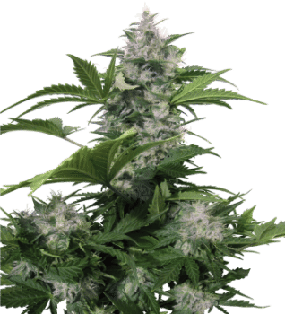 White Dwarf Auto Regular Seeds-BS-BWDR