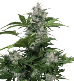 White Dwarf Auto Regular Seeds-BS-BWDR