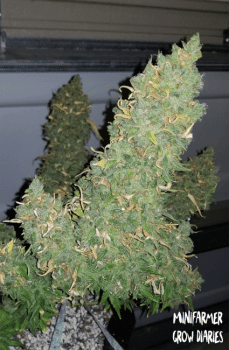 Heisenberg Special Auto Feminised Seeds-MEPH-HEISP-AUTO-FEM
