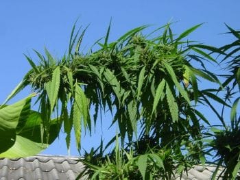 Highland Thai Regular Seeds-RSCHTH