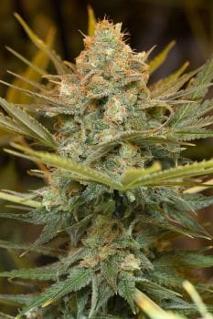 Three Blue Kings Feminised Seeds-HDS-3BLK-Fem