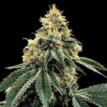 Kosher Dawg Feminised Seeds-DNA-KODAWG-FEM