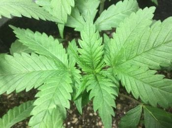 Sheberghan Regular Seeds-RSCSHEB