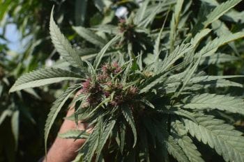 Tirah Regular Seeds-RSCTIR