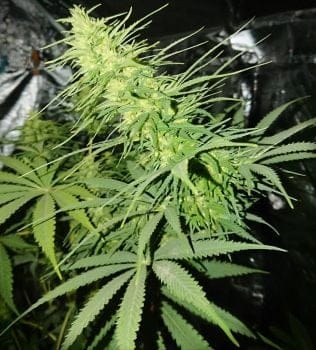 Sudanese Regular Seeds-RSCSUD