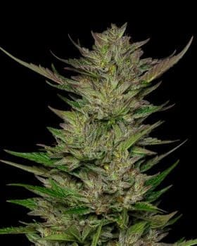 Don Carlos Feminised Seeds-HUMB-DCS-F
