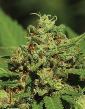 Emerald Fire OG Feminised Seeds-HUMB-EMF-F